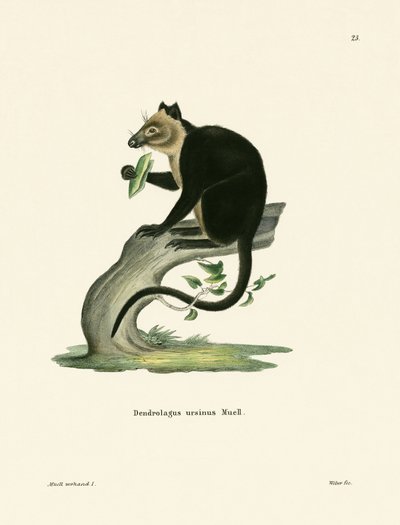 Ursine Ağacı Kanguru by German School