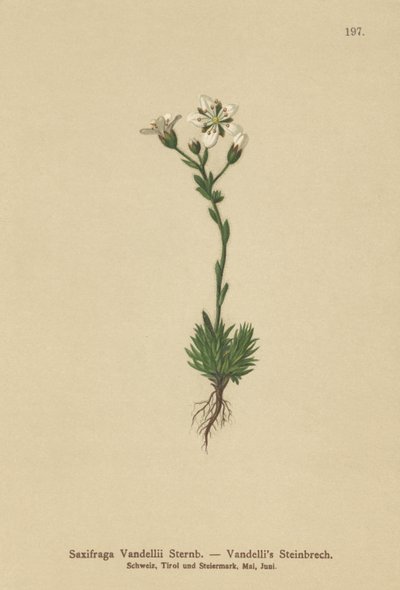 Vandellis Saxifrage (Saxifraga Vandellii) by German School