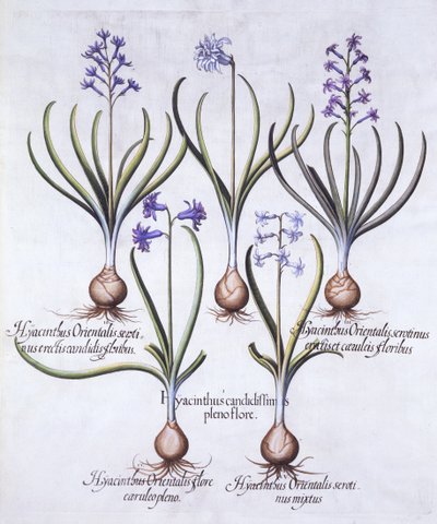 Ampullü Sümbül Çeşitleri, Hortus Eystettensis