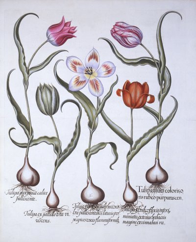 Hortus Eystettensis
