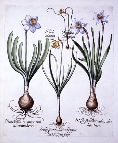 Hortus Eystettensis