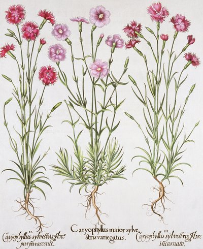 Basil Besler (1561-1629), yayınevi tarafından Hortus Eystettensis