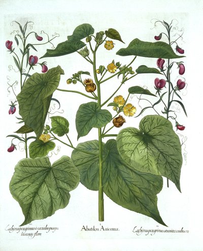 Hortus Eystettensis