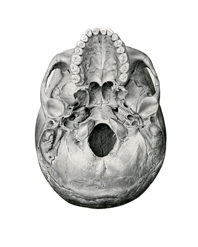 İnsan Kafatasının Ventral Görünümü by German School