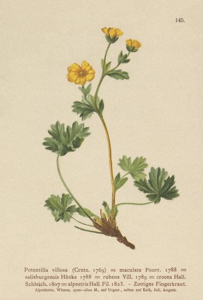 Villous Cinquefoil (Potentilla villosa, Potentilla maculata, Potentilla rubens, Potentilla crocea, Potentilla alpestris, Potentilla salisburgensis) by German School