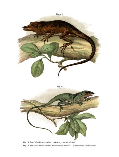 Vinales Anole (renkli taş) by German School