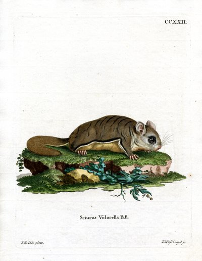 Virjinya Uçan Sincap (renkli gravür) by German School
