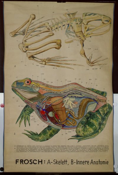 Bir Kurbağanın İskeleti ve Anatomisinin Duvar Haritası by German School