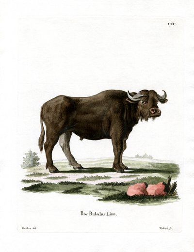 Manda (renkli gravür) by German School
