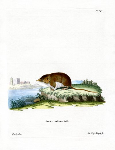 Su Faresi (renkli gravür) by German School