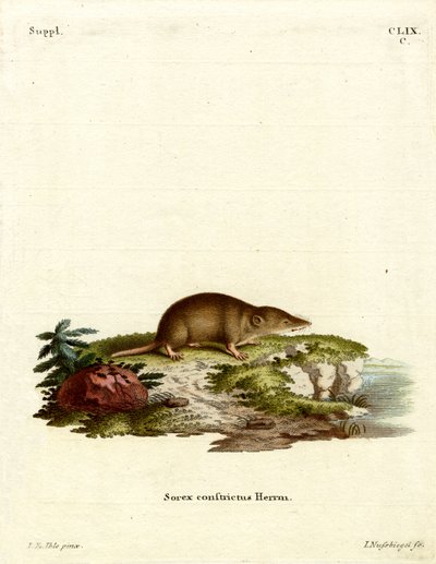 Su Faresi (renkli gravür) by German School
