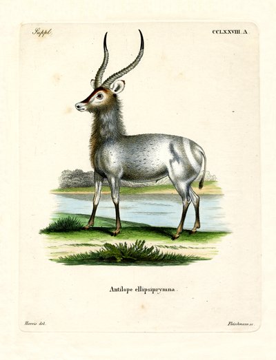 Waterbuck (renkli gravür) by German School