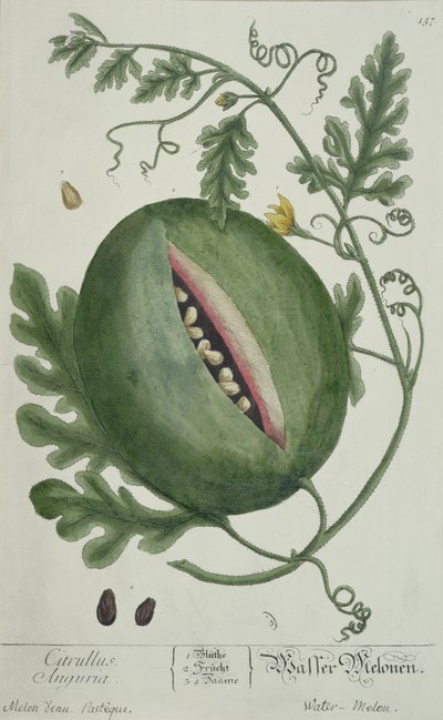 Karpuz, A Curious Herbal