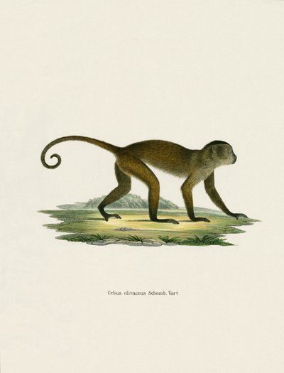 Weeper Capuchin (renkli gravür) by German School