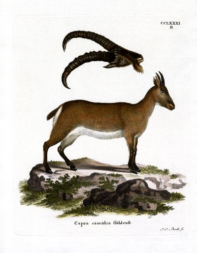 Batı Kafkas Turu (renkli gravür) by German School
