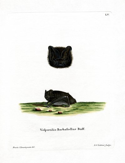 Batı Barbastelle (renkli gravür) by German School