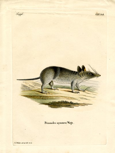 Batı Çubuklu Bandicoot (renkli gravür) by German School