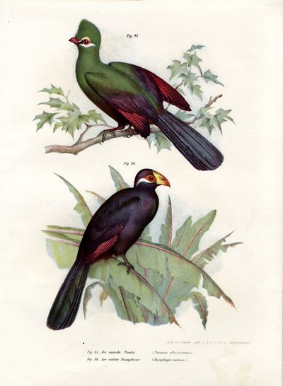 Ak tepeli Turaco, 1864 by German School