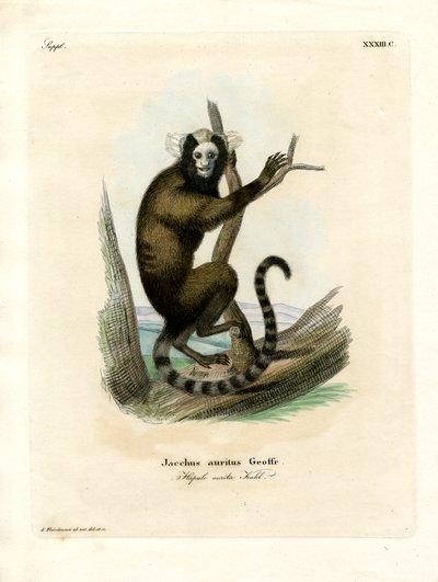 Beyaz kulaklı Marmoset (renkli gravür) by German School