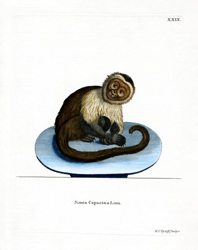 Ak başlı Capuchin (renkli gravür) by German School