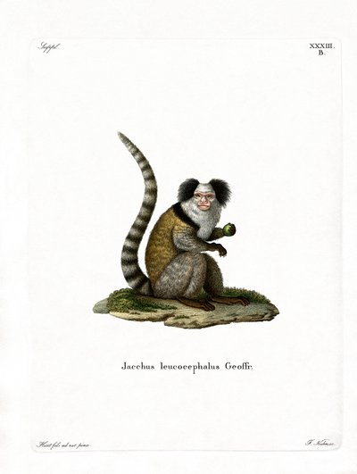 Ak başlı Marmoset (renkli gravür) by German School