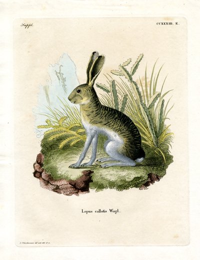 Beyaz yüzlü Jackrabbit (renkli gravür) by German School