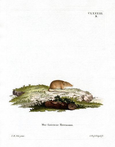 Beyaz dişli Shrew (renkli gravür) by German School