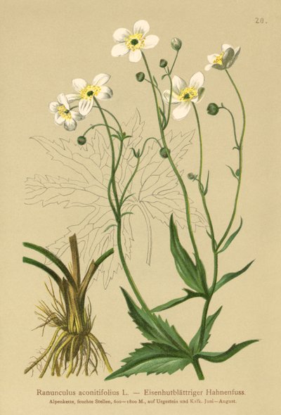 Beyaz Bekar Düğmeleri (Ranunculus aconitifolius) by German School