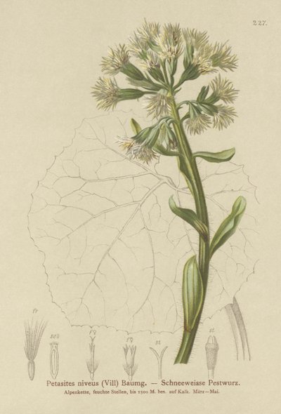 Beyaz Butterbur (Petasites niveus, Petasites albus) by German School