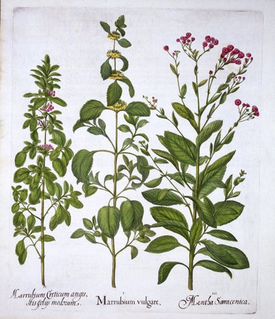 White Horehound, Horehound and Mint, from Hortus Eystettensis, Basil Besler (1561-1629), pub. 1613 (el boyaması gravür) by German School