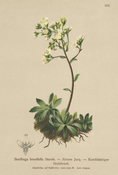 Beyaz Dağ Saxifrage (Saxifraga brevifolia, Saxifraga Aizoon) by German School