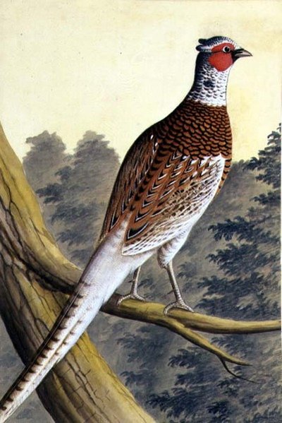 Beyaz Sülün, c.1740 (kağıt üzerine sulu boya) by German School