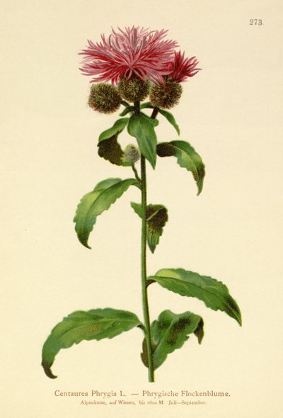 Peruk Knapweed (Centaurea Phrygia) by German School