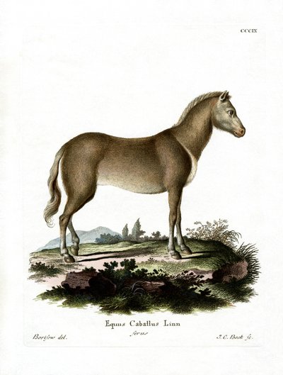 Wild Horse (renkli gravür) by German School