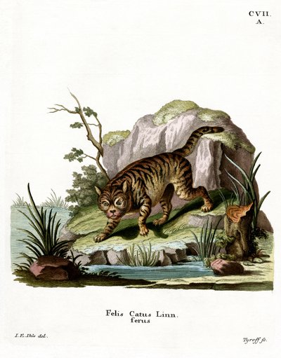 Wildcat (renkli gravür) by German School