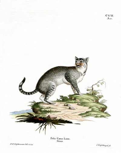 Wildcat (renkli gravür) by German School