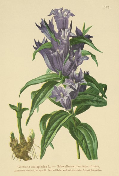 Söğüt Centiyana (Gentiana asclepiadea) by German School