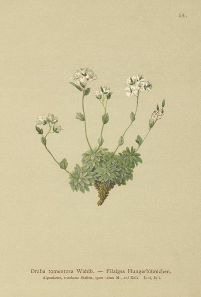 Wolley Whitlow otu (Draba tomentosa) by German School