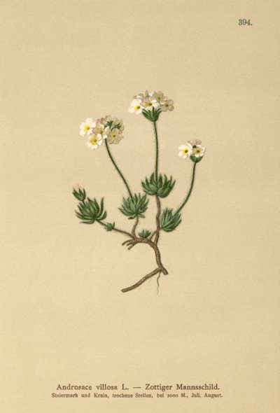 Wolly Rock Yasemin (Androsace villosa) by German School