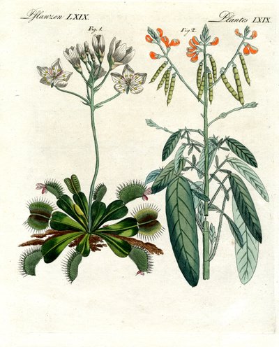 Harika bitkiler (renkli gravür) by German School
