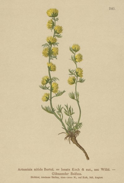 Pelin (Artemisia nitida, Artemisia lantana) by German School
