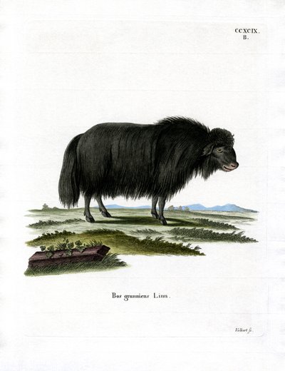 Yak (renkli gravür) by German School