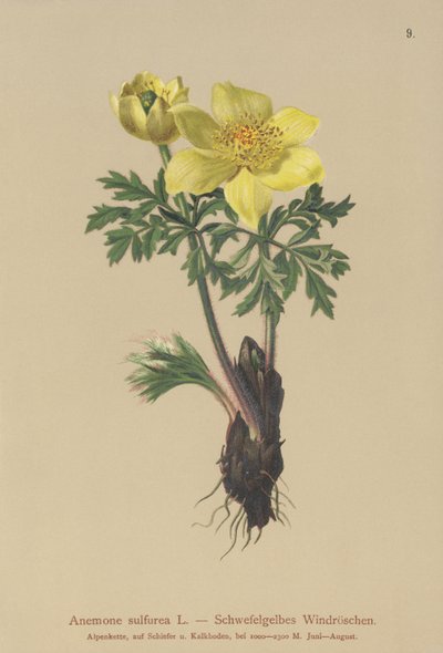 Sarı Anemon (Anemon sulphurea, Anemon sulphurea, Pulsatilla alpina) by German School