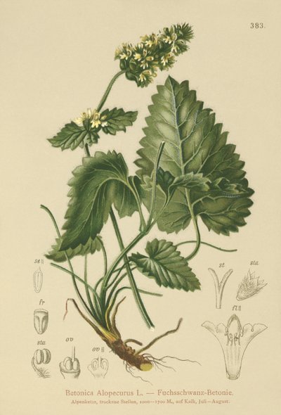 Sarı Betony (Betonica Alopecurus, Stachys alopecuros) by German School