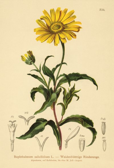 Sarı Öküz gözü (Buphthalmum salicifolium) by German School