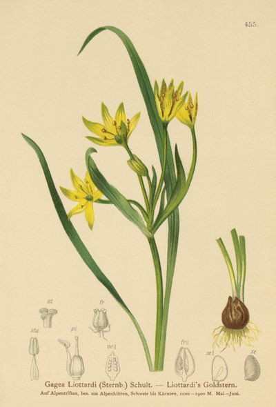 Sarı Bethlehem Yıldızı (Gagea Liottardi, Gagea lutea, Gagea fragifera, Ornithogalum minimum var. fragiferum, Gagea fistulosa subsp. liotardii) by German School