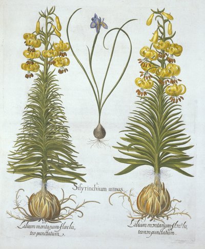 Sarı Turkscap Lily, soğanlı ve Cüce Mavi Gözlü Çimen, Hortus Eystettensis