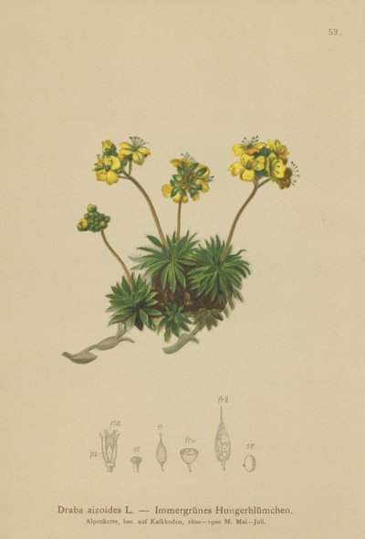Sarı Beyaz-çim (Draba aizoides) by German School