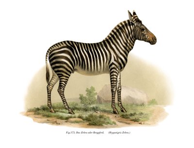 zebra, 1860 by German School