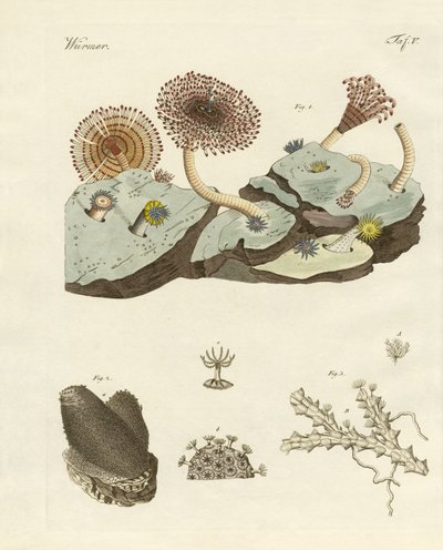 Zoofitler ve hayvan bitkileri by German School